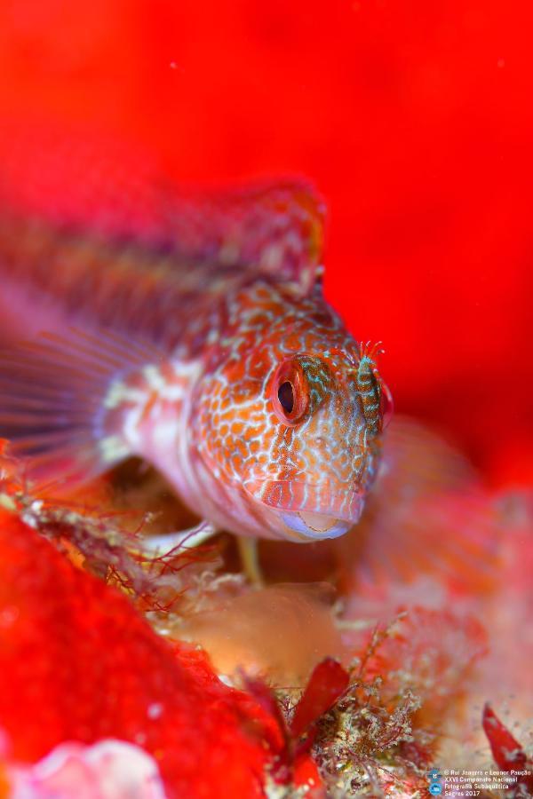Bed and Breakfast Puravida Divehouse Sagres Esterno foto